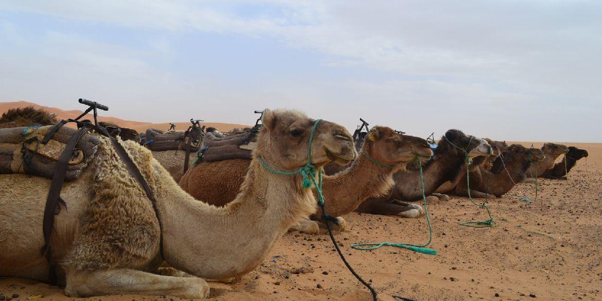 Roundtrip for 3 days/2 nights from Marrakech to Marrakech 